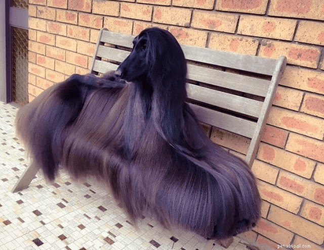 10 Stunning Animals That Showcase Genetic Masterpieces