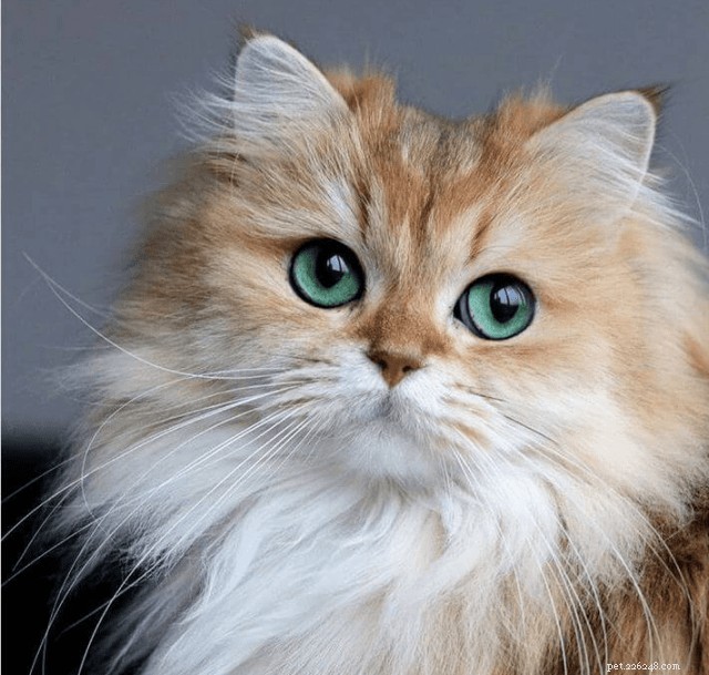 10 Stunning Animals That Showcase Genetic Masterpieces