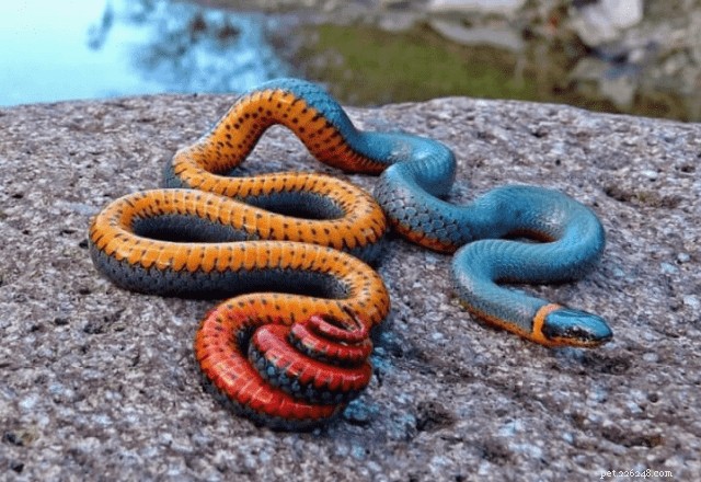 10 Stunning Animals That Showcase Genetic Masterpieces