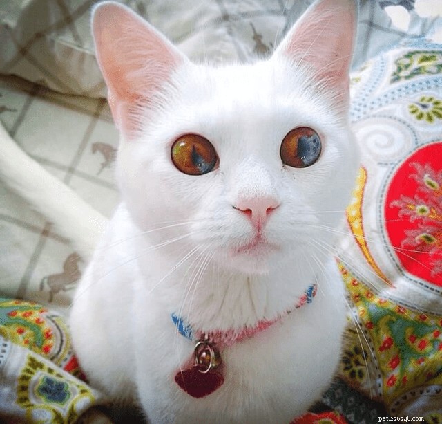 10 Stunning Animals That Showcase Genetic Masterpieces