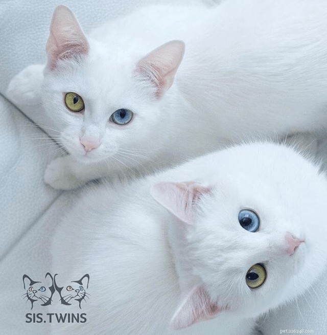 10 Stunning Animals That Showcase Genetic Masterpieces