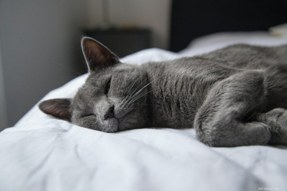 The Ultimate Guide to Russian Blue Cats: Traits, Care, and Fascinating Facts