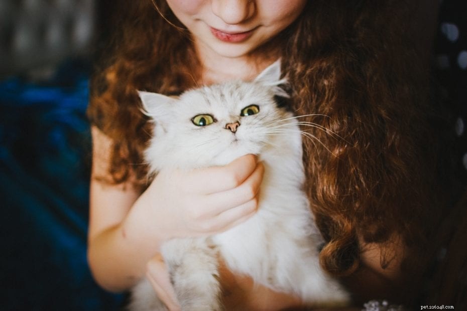 The Ultimate Persian Cat Owner’s Guide: Care, History & Traits