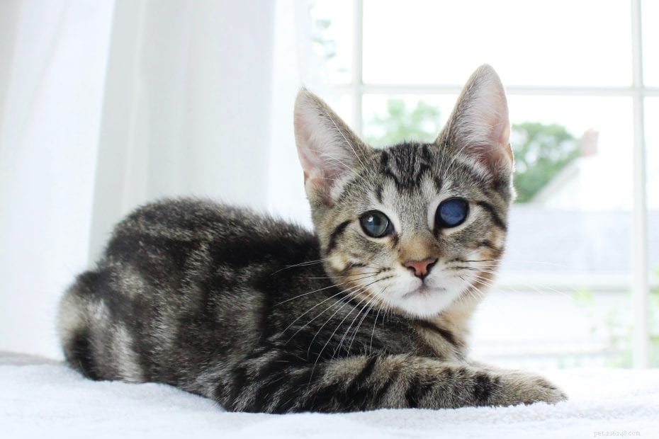 When Do Cats Start Shedding? Age Milestones for New Owners