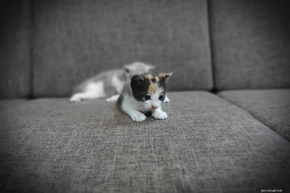 Understanding Why Your Kitten Sucks on Blankets: Causes & Care Tips