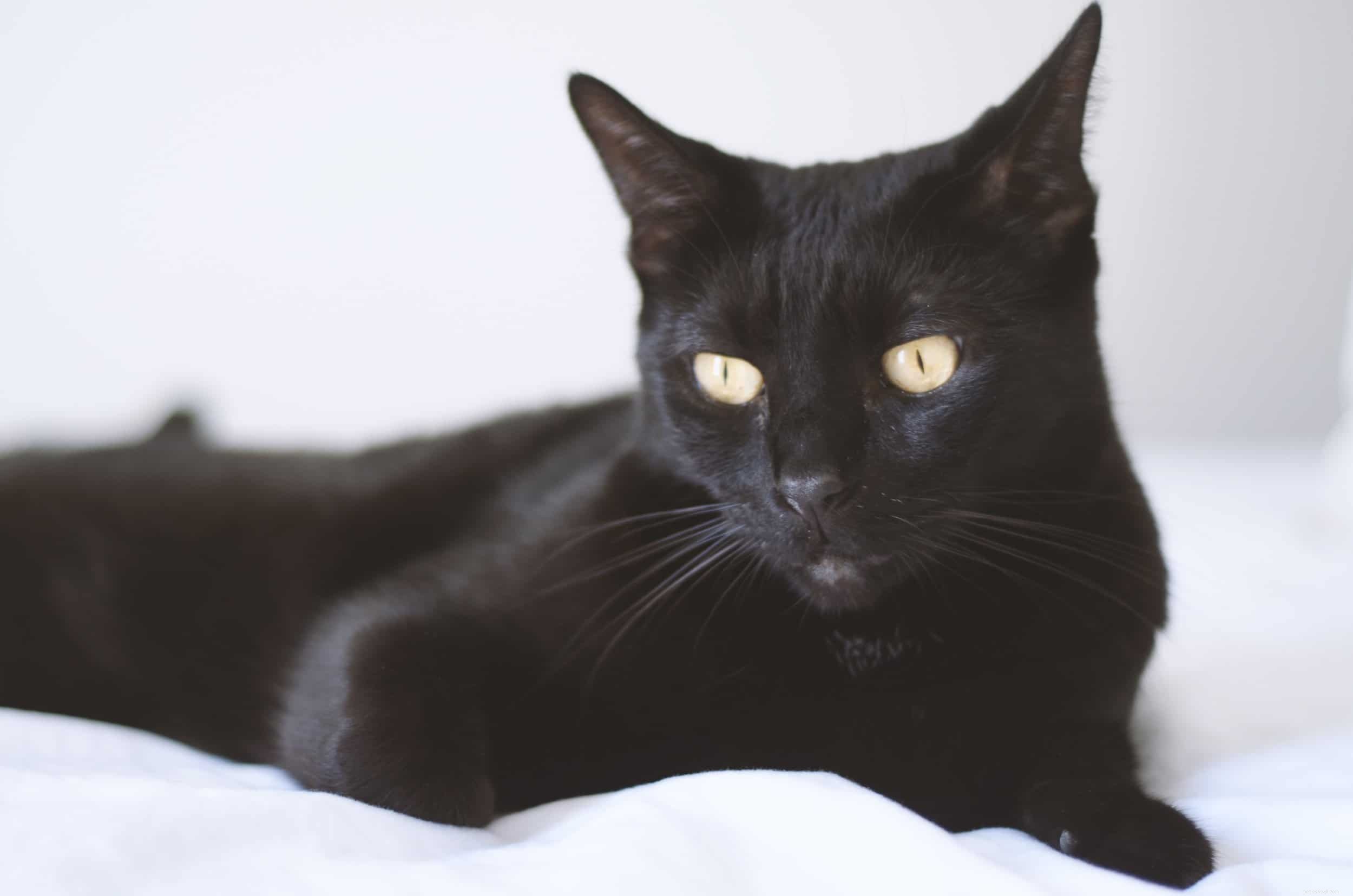The Ultimate Guide to Bombay Cats: Care, Traits & Tips