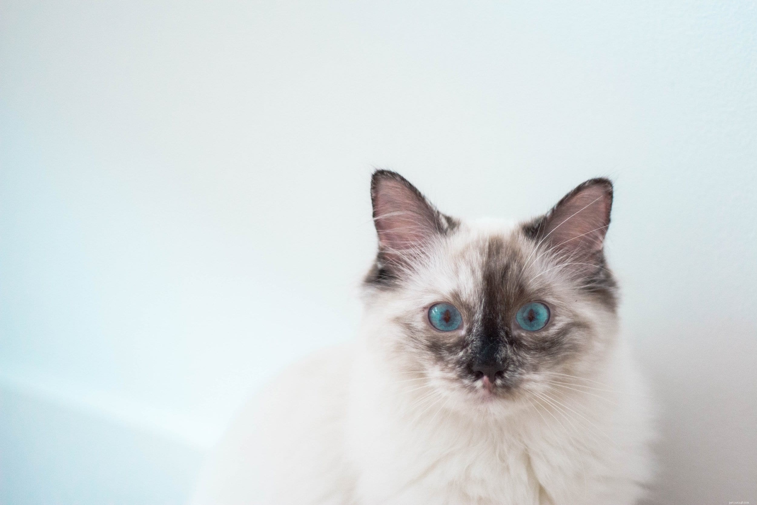 The Ultimate Guide to Burmese Cats: Care, Health & Personality Insights