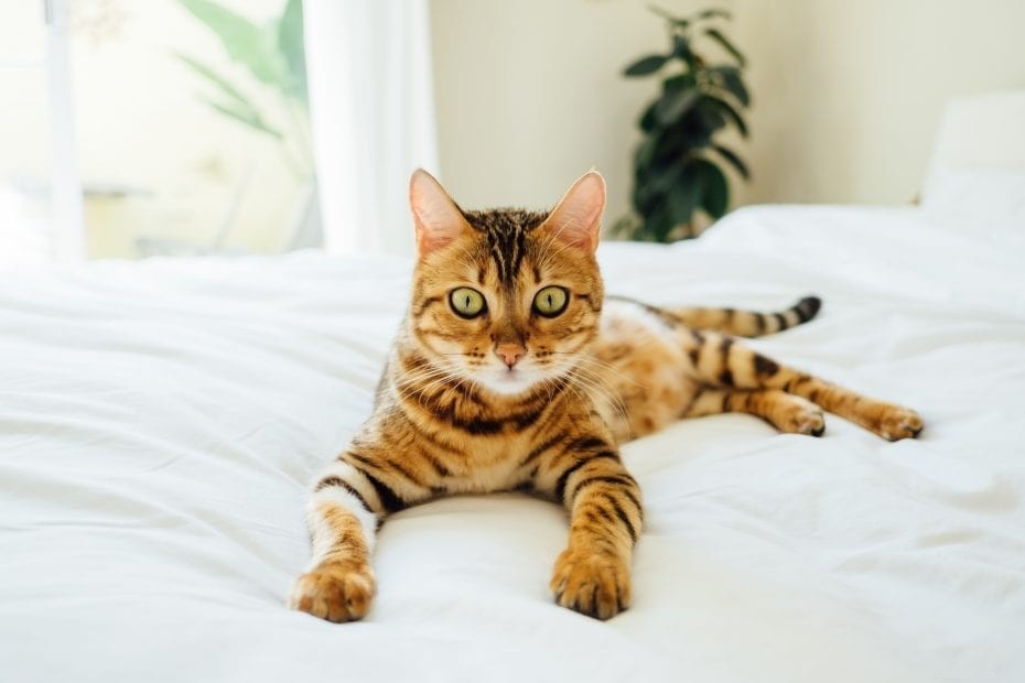 The Ultimate Guide to Bengal Cats: Care, Personality, and Health