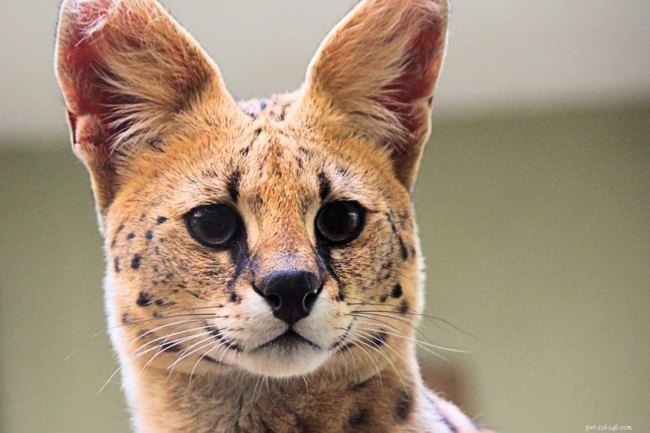 The Ultimate Guide to Serval Cats: Facts, Care, and Common Questions