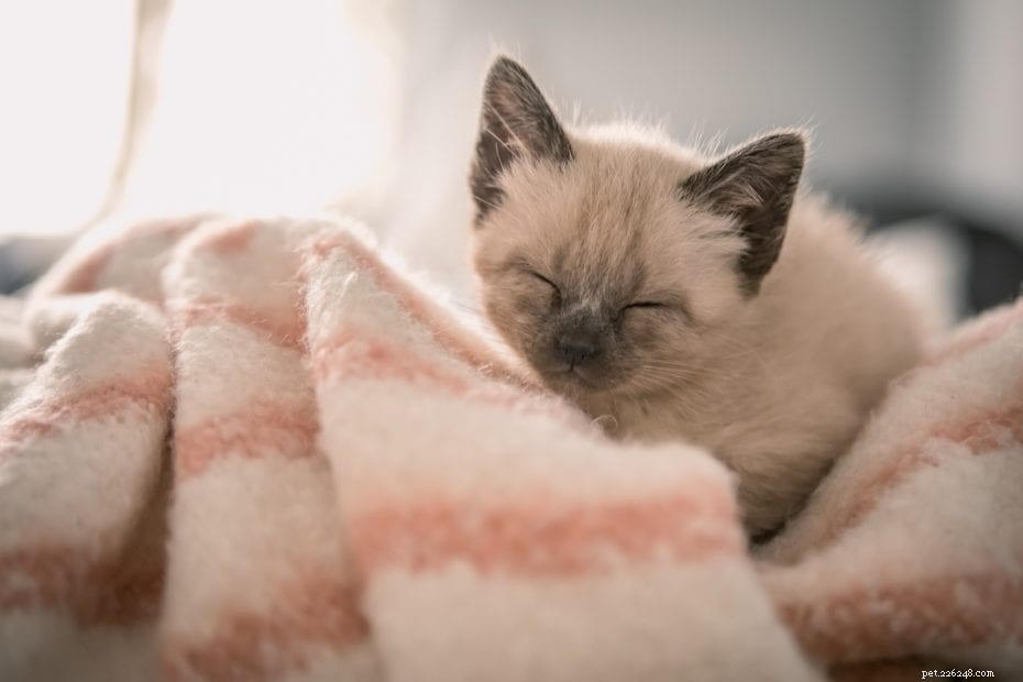 All You Need to Know About Siamese Cats: History, Health, Personality & Care