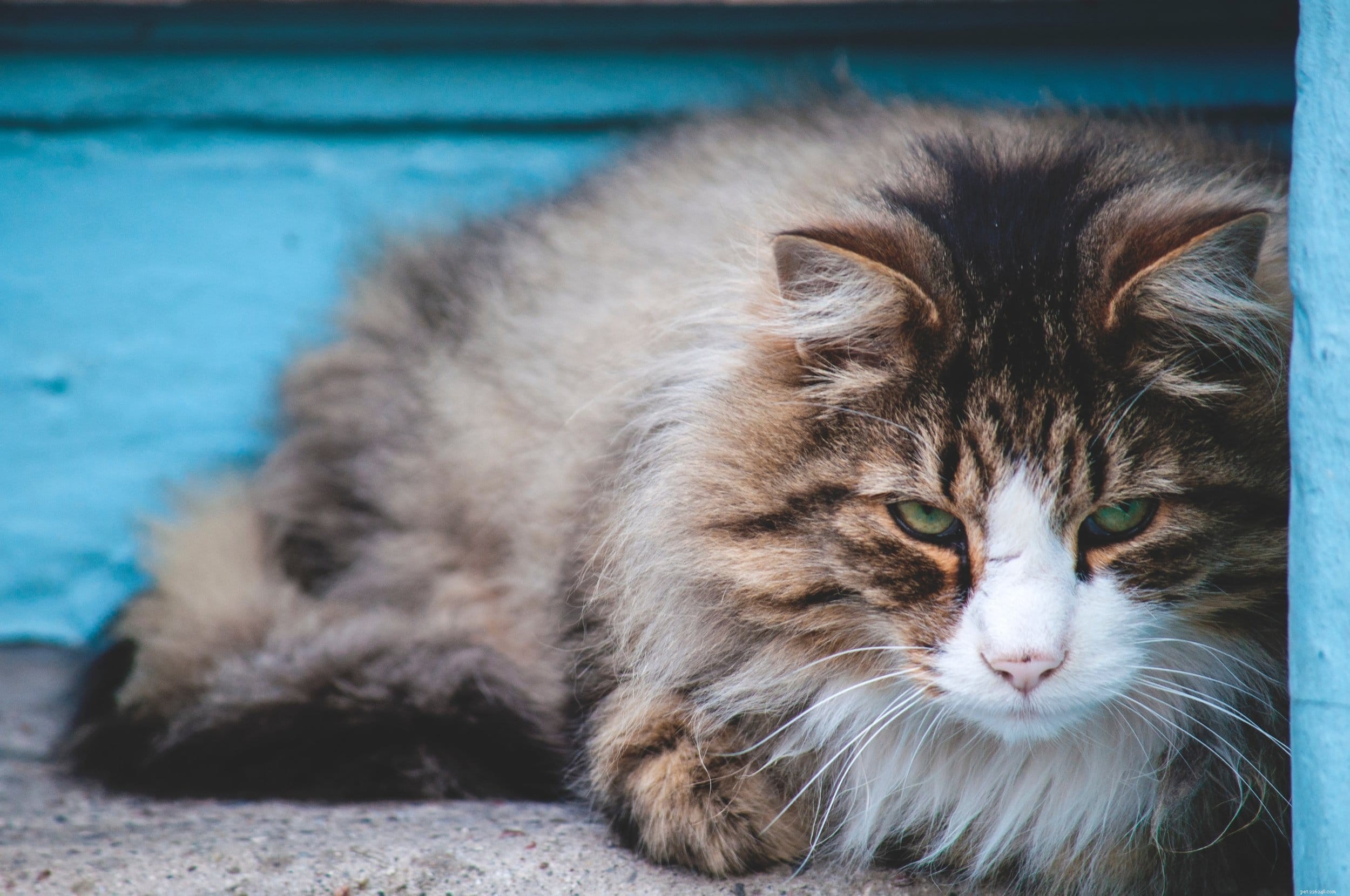 Ragdoll Cats: Complete Guide to Their Care and Traits