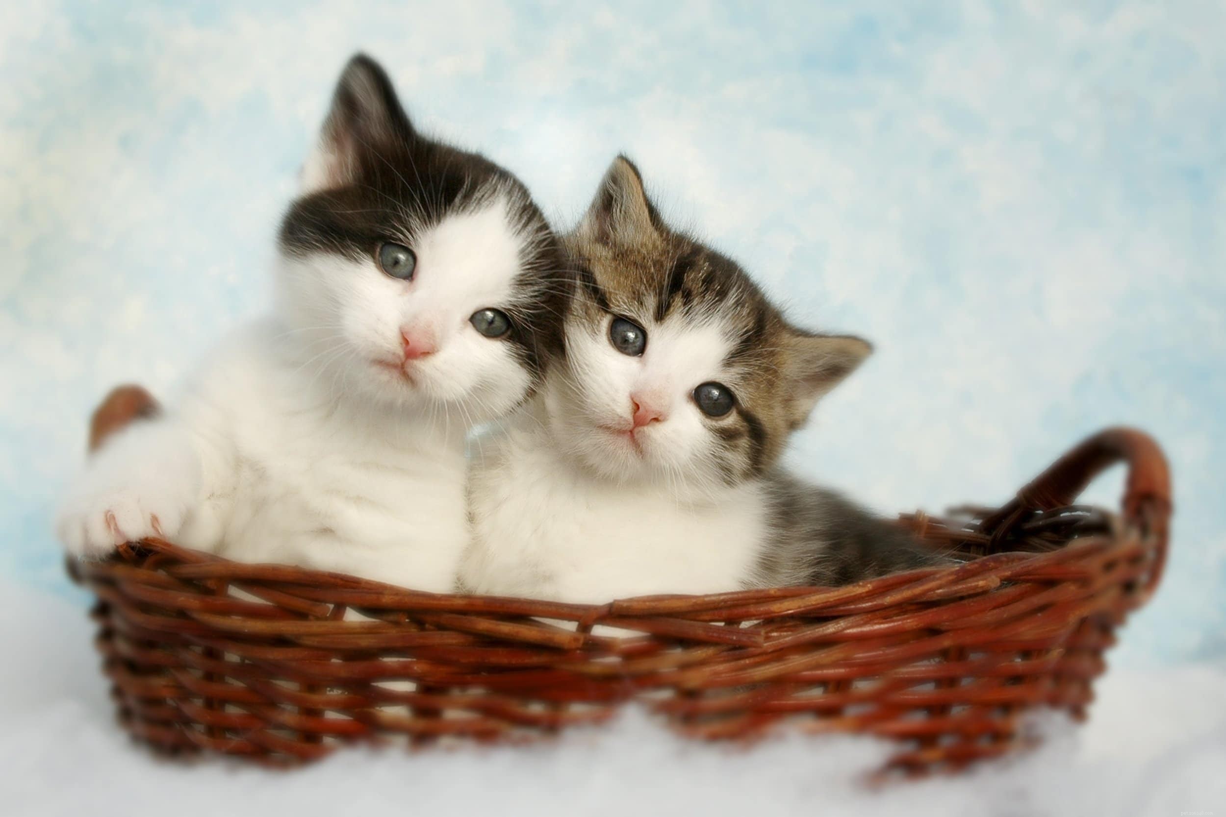 How to Care for a 4‑Week‑Old Kitten: Expert Care Guide