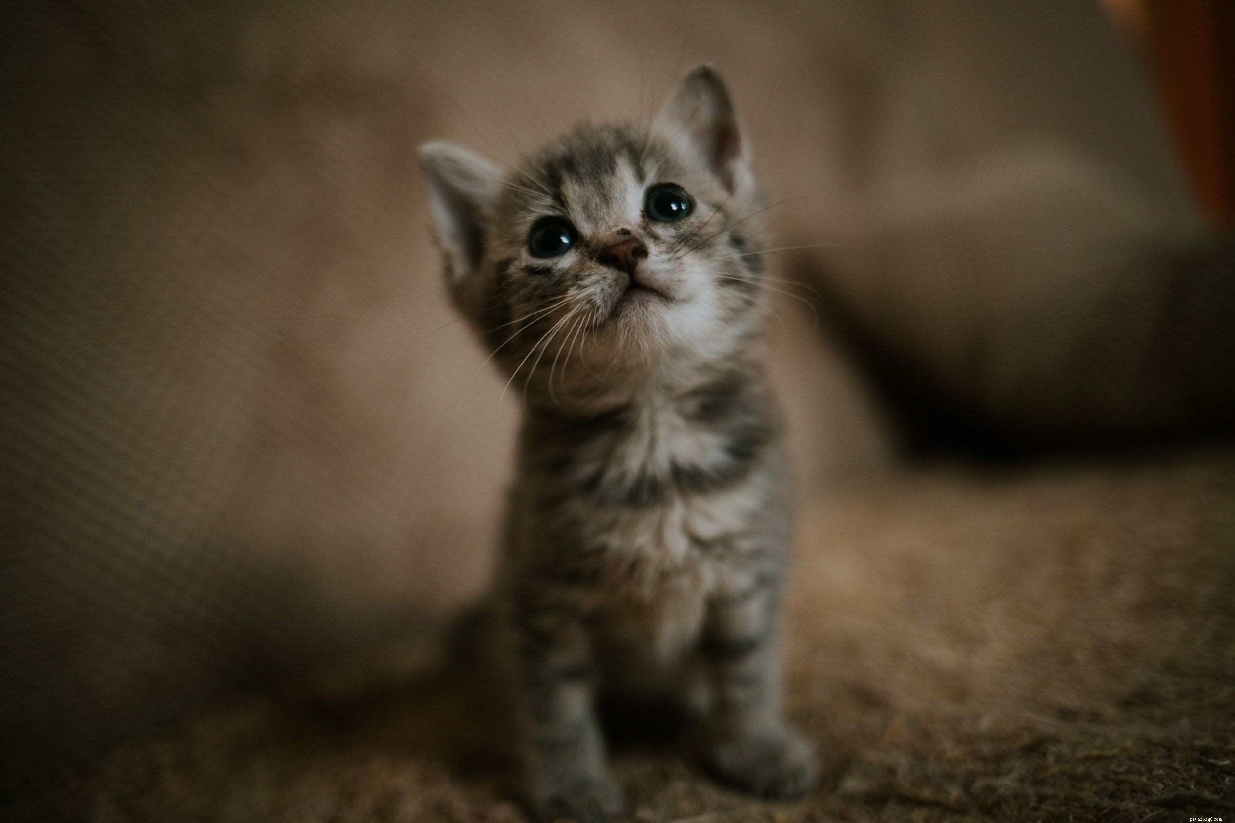 Comprehensive Guide to Caring for 2‑Week‑Old Kittens