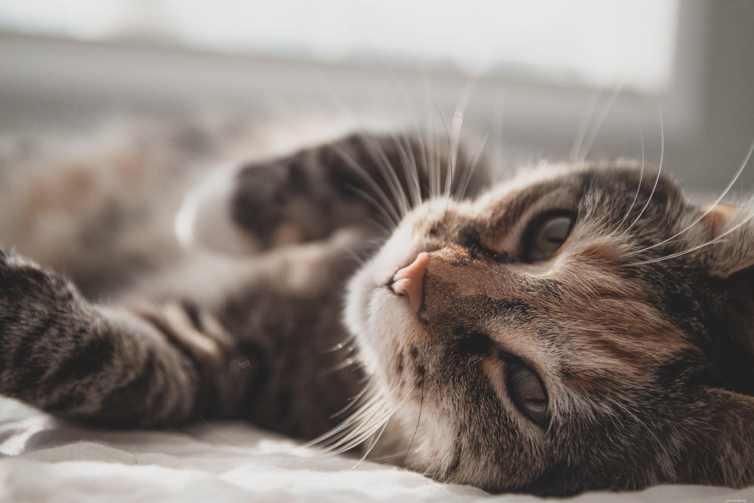 Step-by-Step Guide to Bottle-Feeding Newborn Kittens