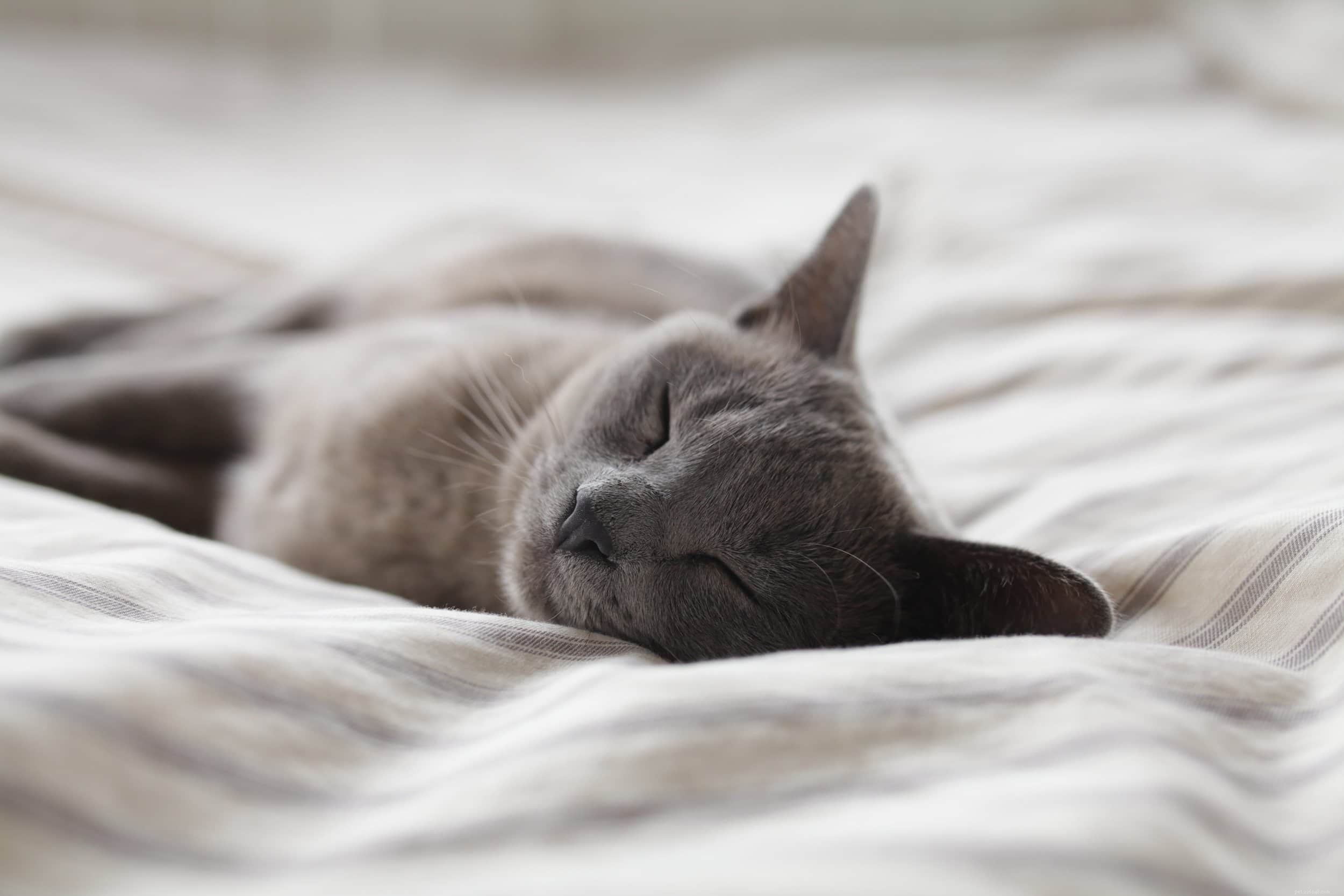 Comprehensive Guide to Caring for 8-Week-Old Kittens