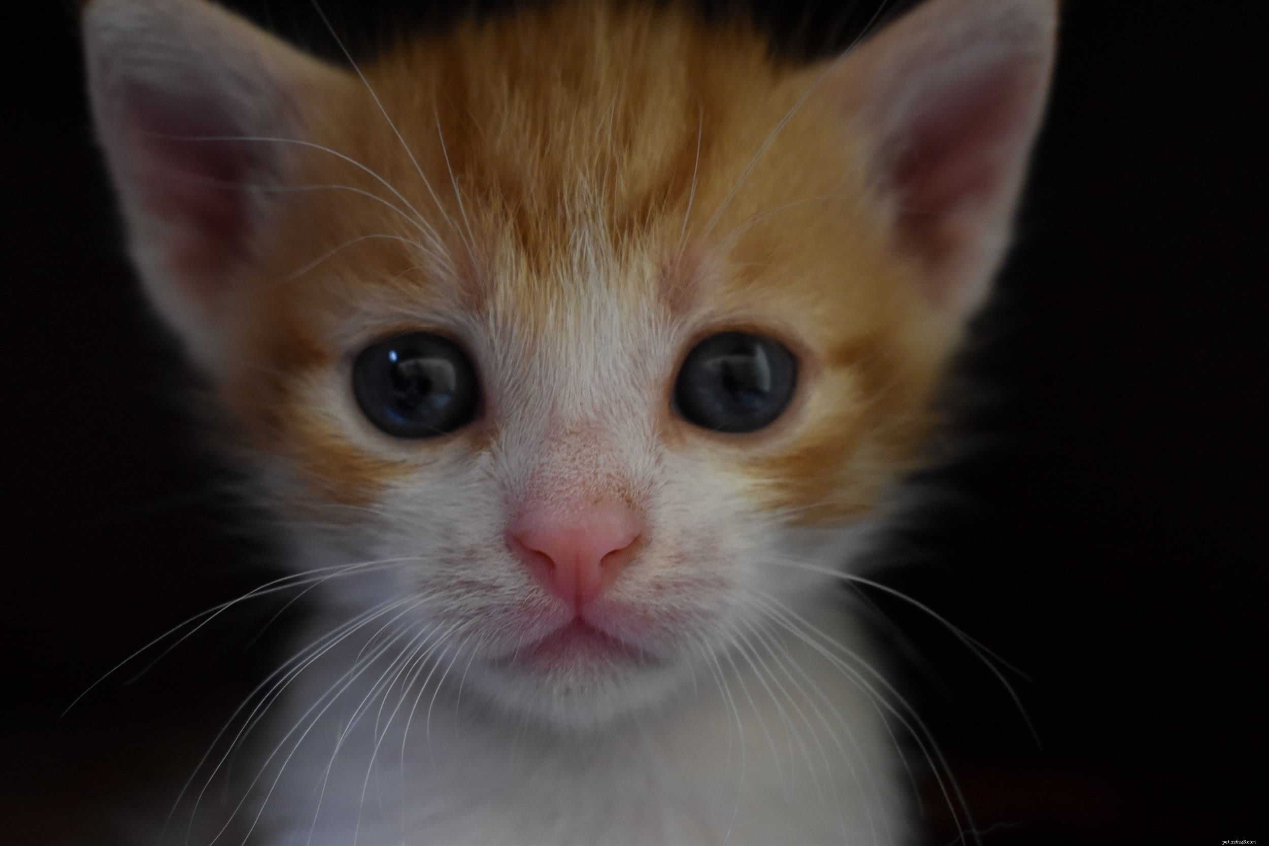 How to Care for 7‑Week‑Old Kittens: A Comprehensive Guide