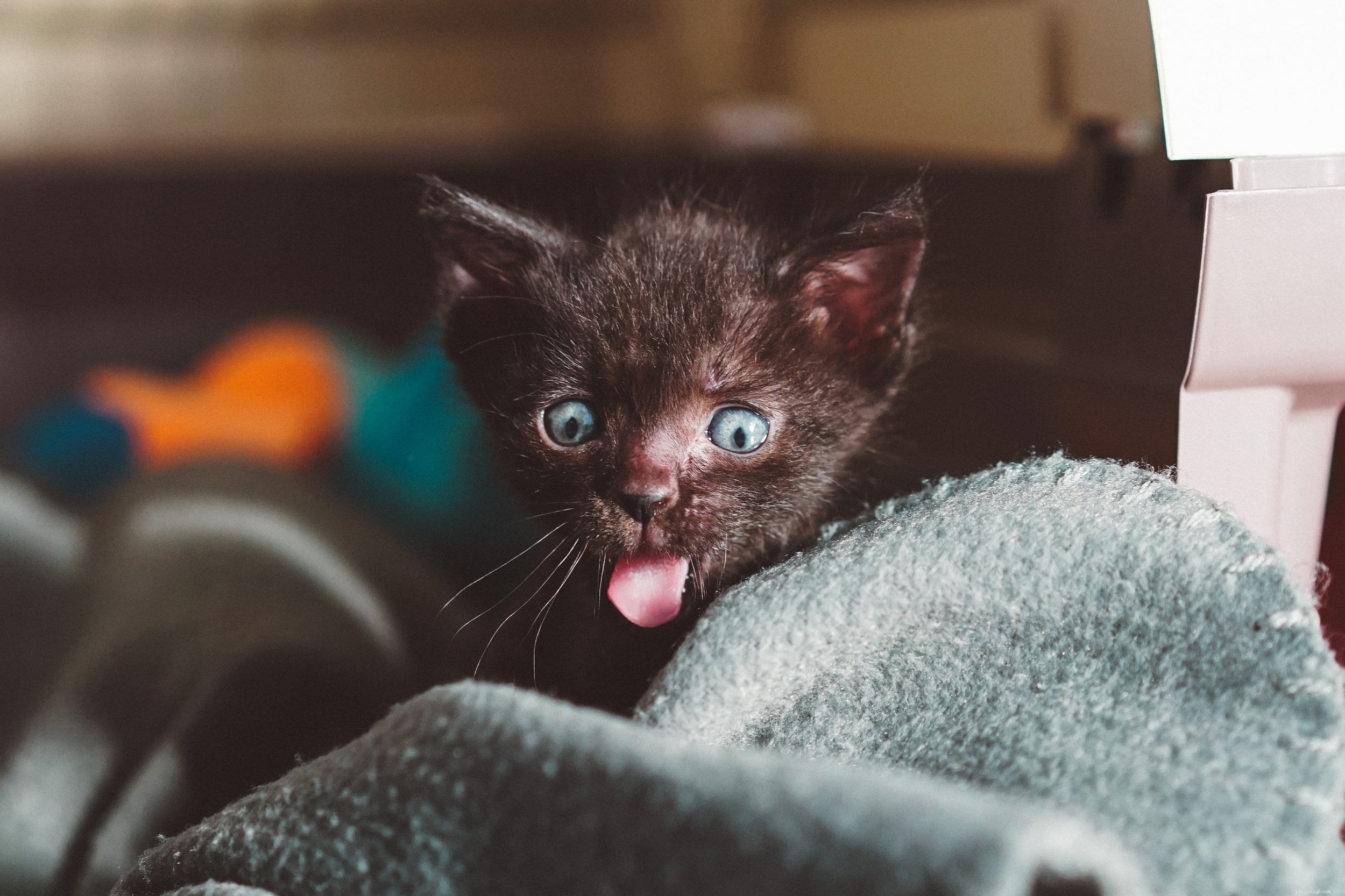 Essential Care Guide for 6‑Week‑Old Kittens: Growth, Health, and Protection