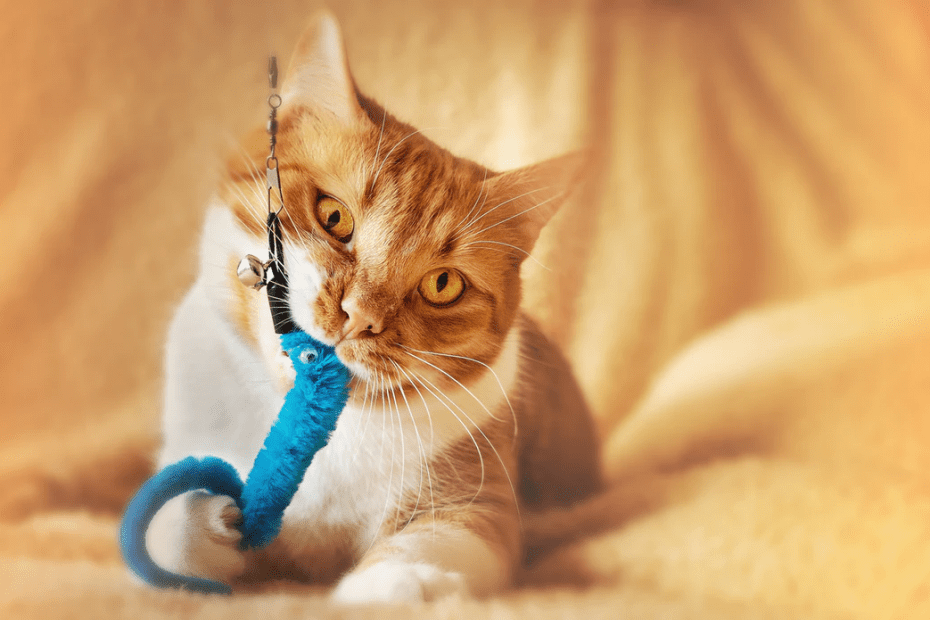 Is Your Kitten Teething? Signs, Symptoms & How to Help