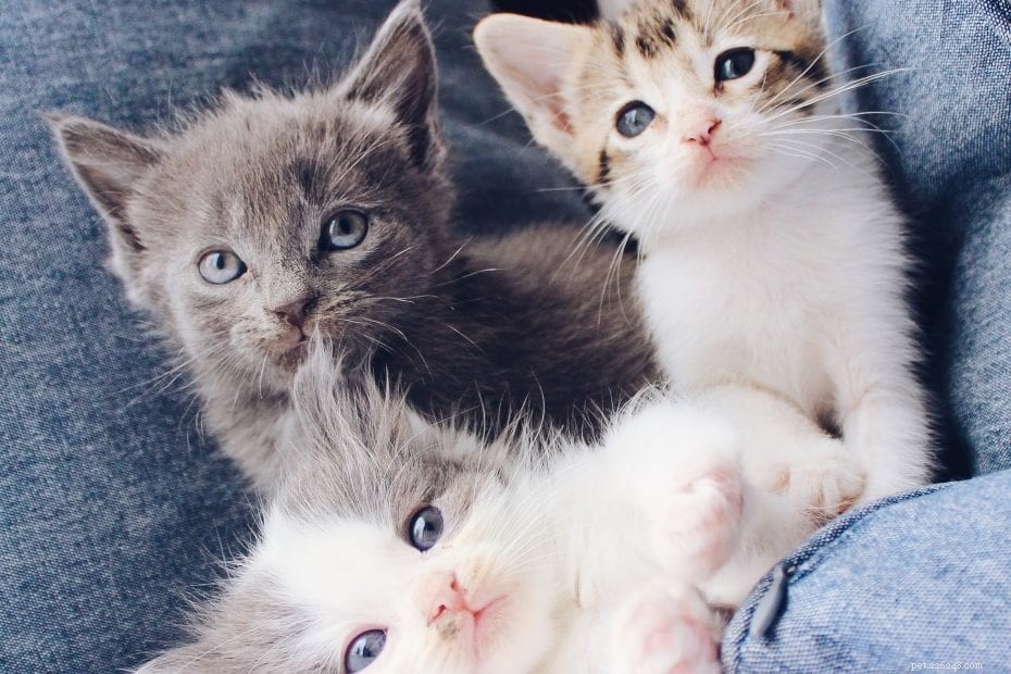 How Long Is a Cat Pregnant? Understanding Gestation in Felines