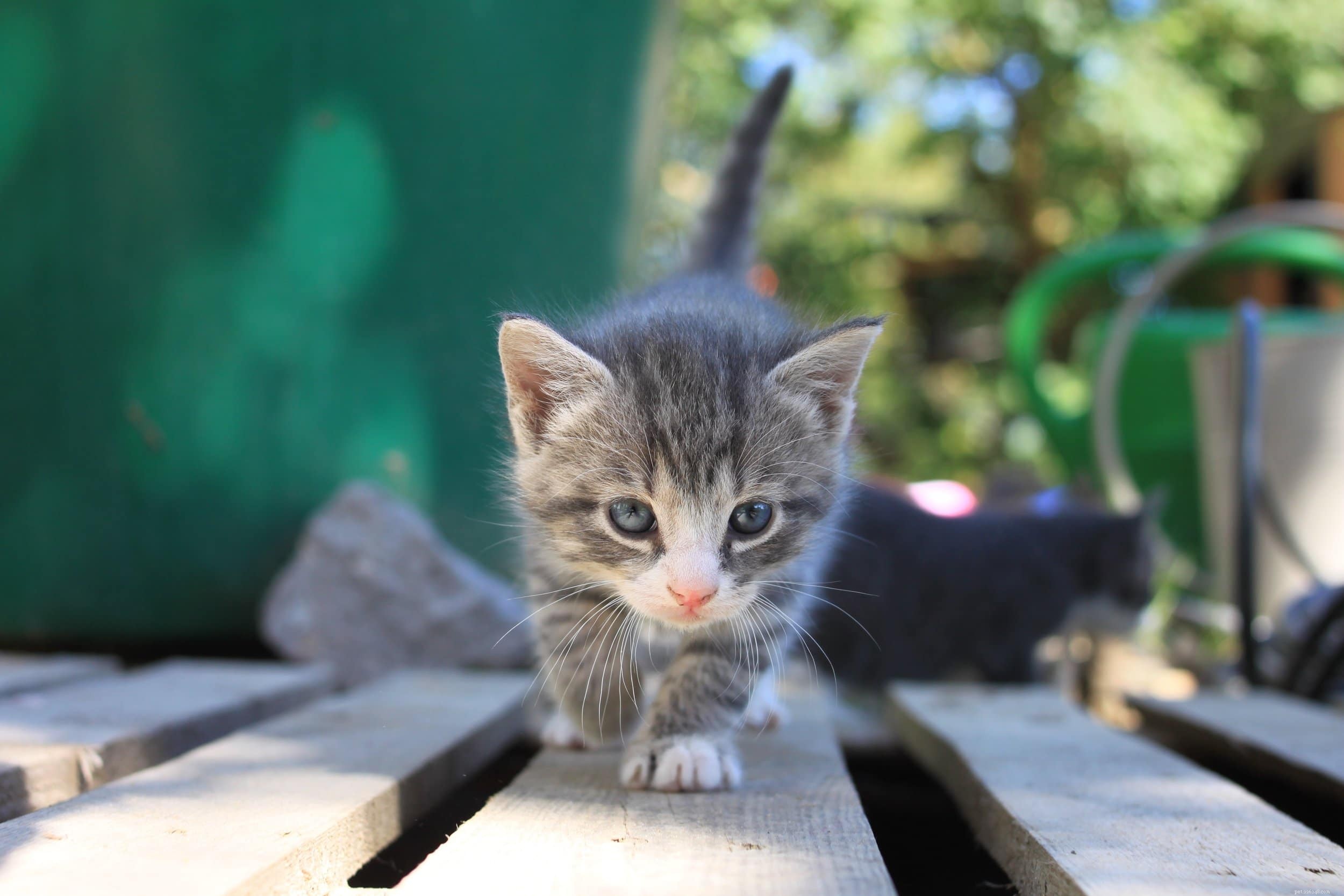 7 Essential Tips to Make Moving Stress‑Free for Your Cat
