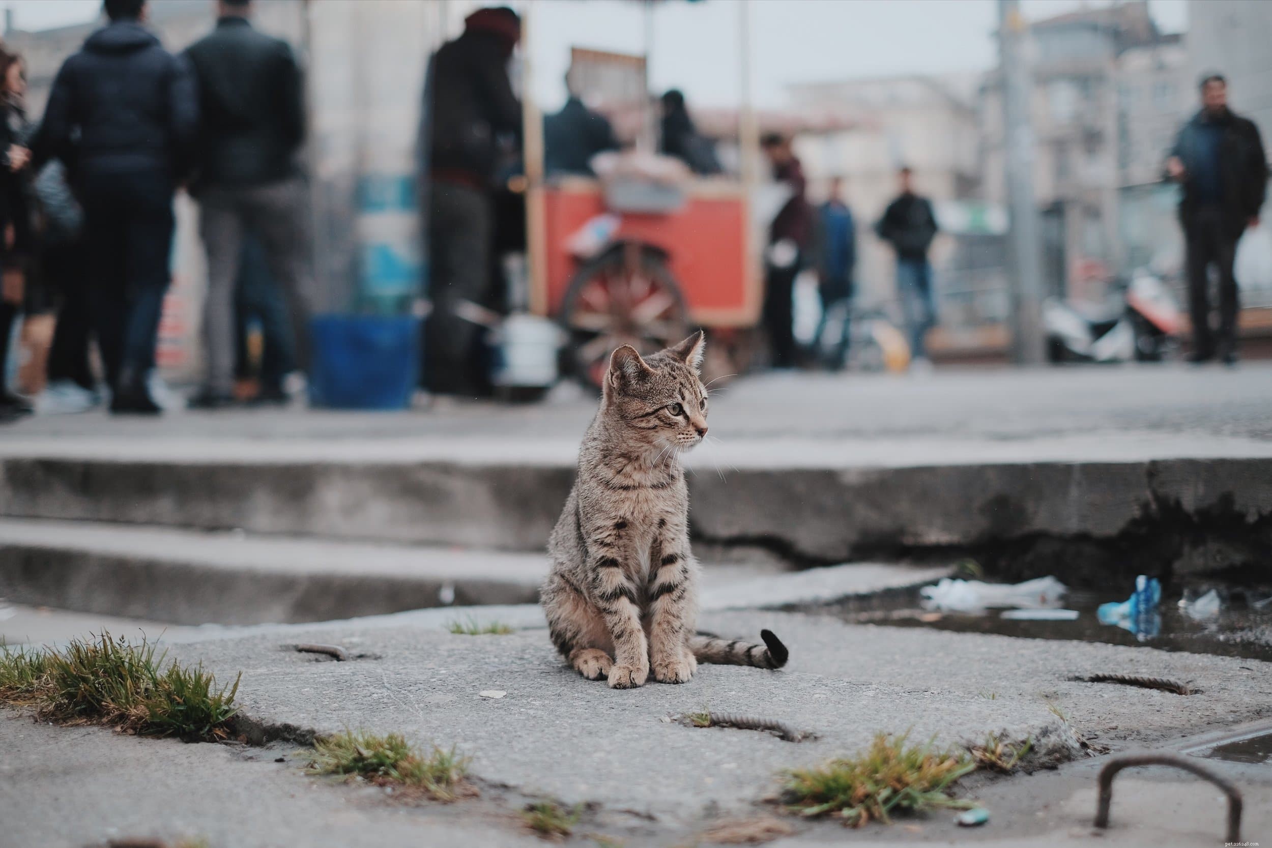 Why Spaying Your Cat Saves Lives and Boosts Health