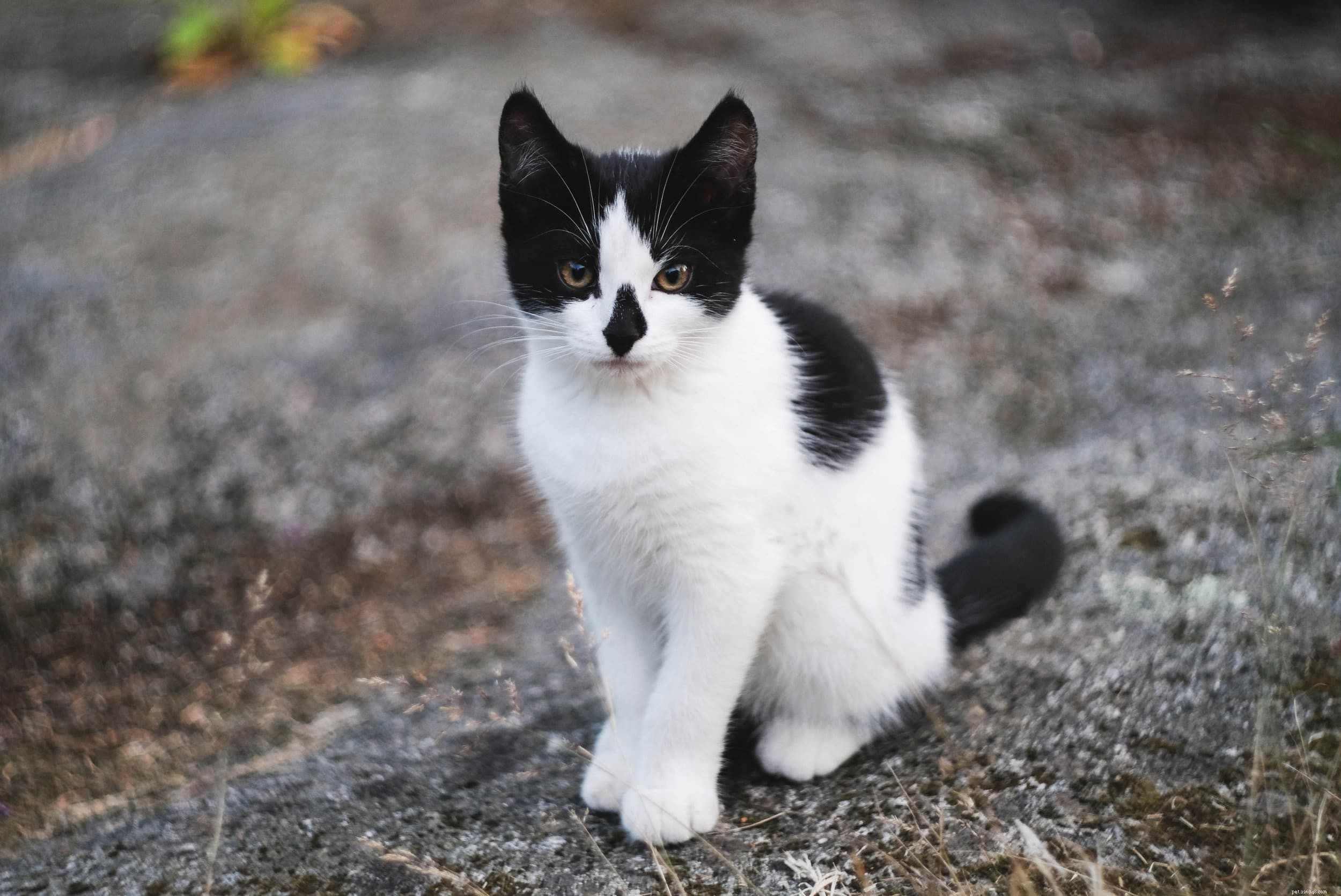 The Truth About Feral Cats: Key Insights You Must Know