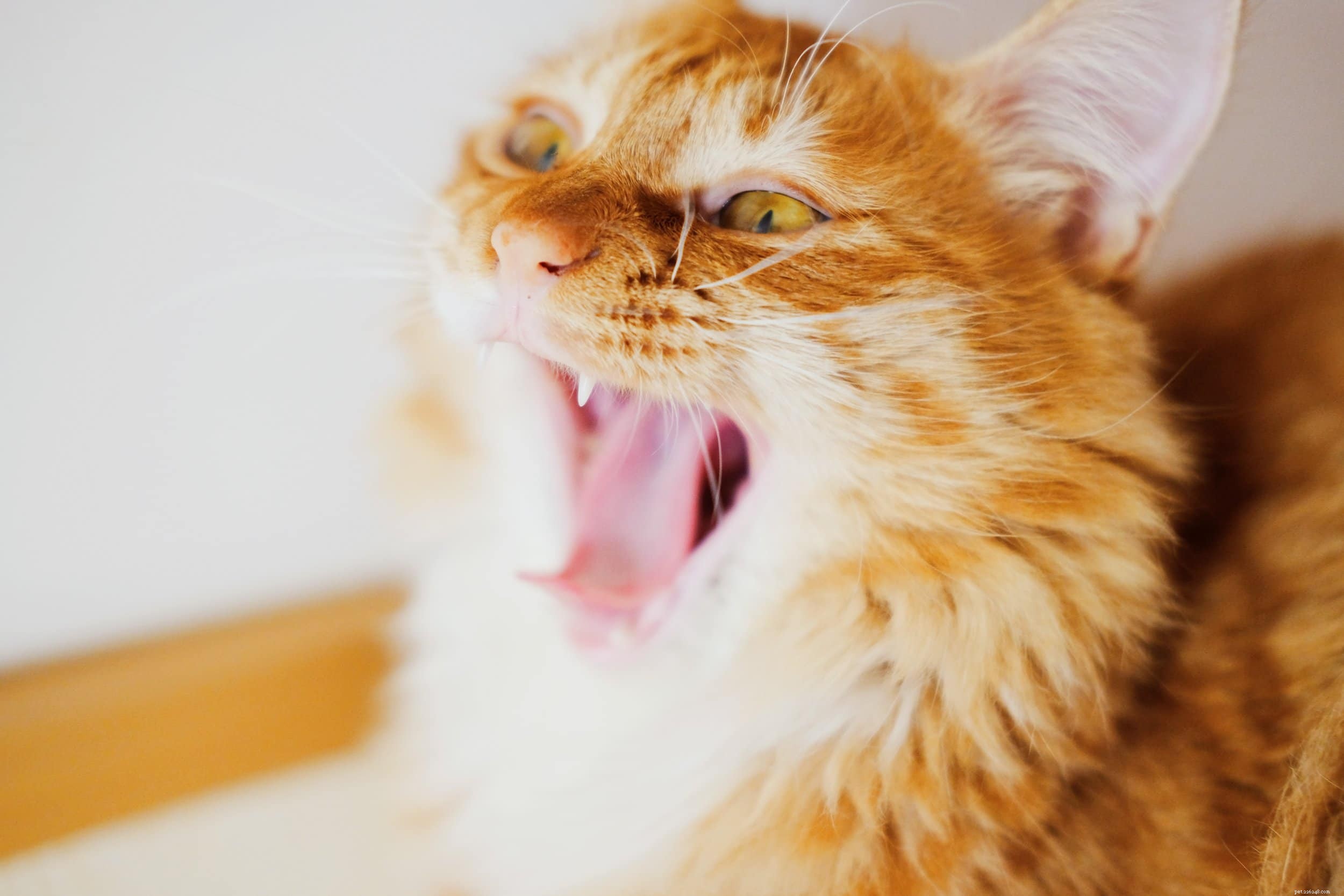 20 Heartwarming Cat Quotes to Brighten Your Day