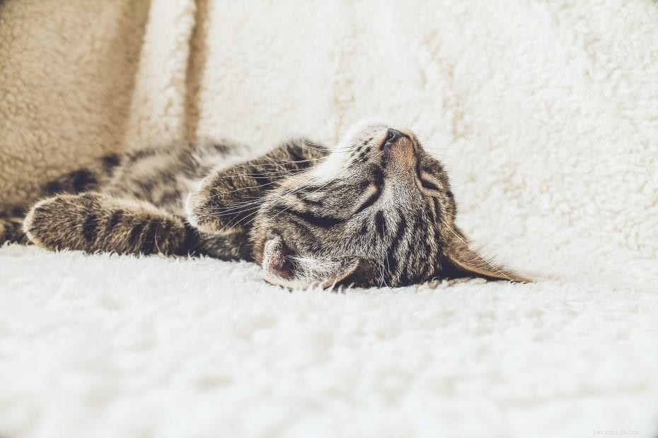 Keep Your Cat Safe This Holiday Season: Expert Tips & Safety Measures