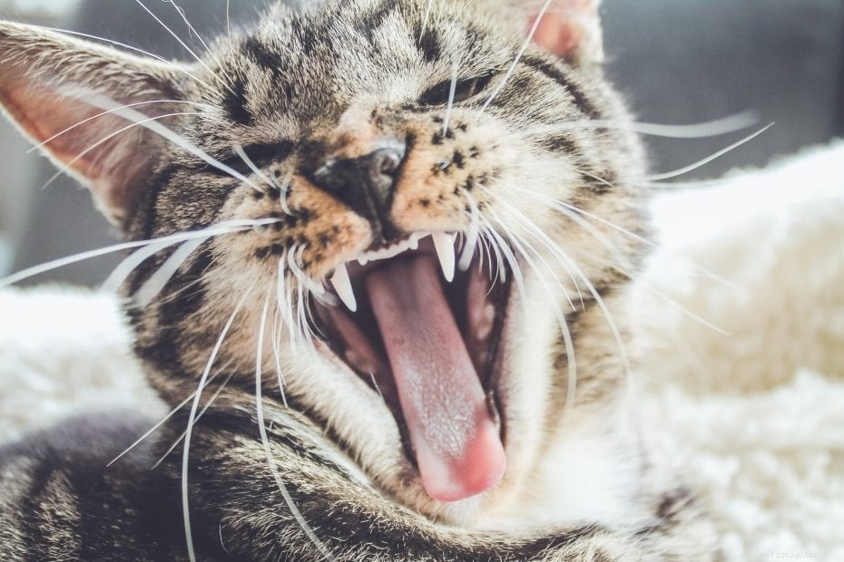 Morning Cat Meowing Explained: Why Your Feline Is Vocal at Dawn