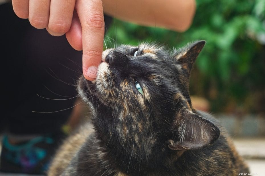 How Much Water Do Cats Require? Expert Guidelines for Healthy Hydration
