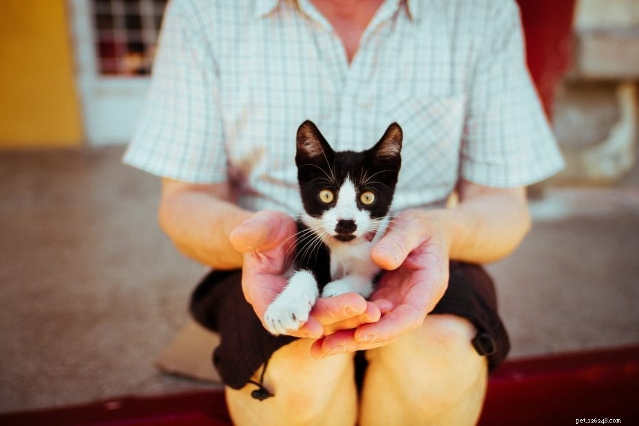 How to Tell If Your Cat Is Underweight: Signs, Causes, and Solutions
