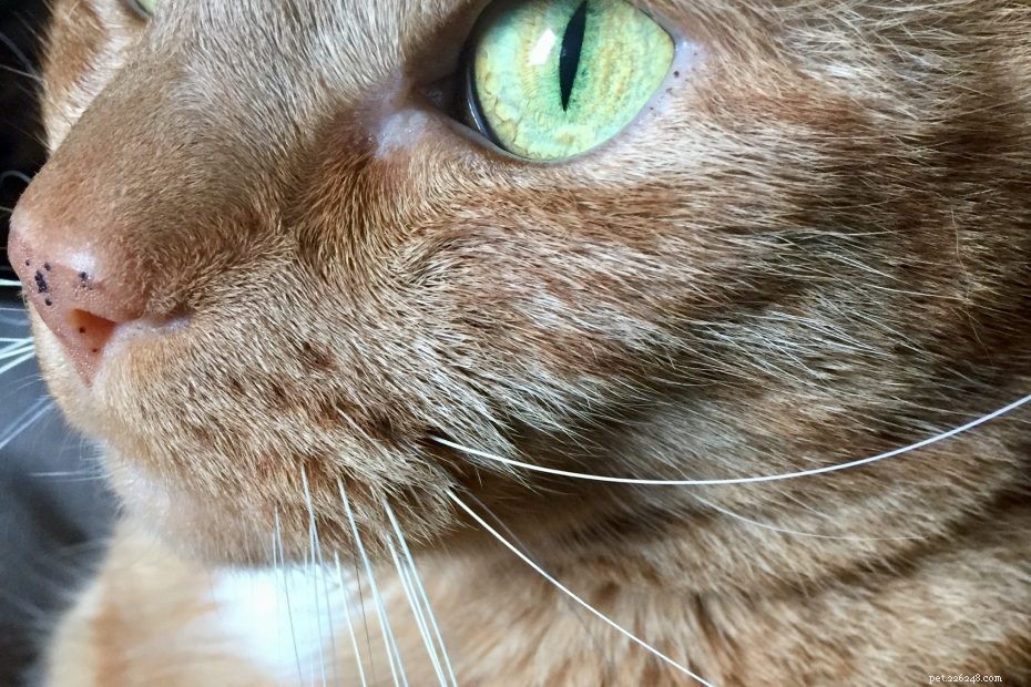 Are Roses Safe for Cats? Expert Guide to Pet-Friendly Blooms