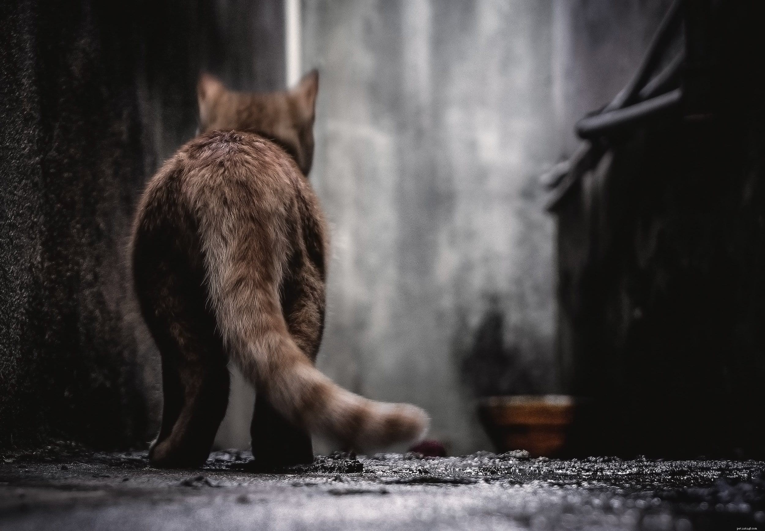 What Your Cat s Tail Reveals About Its Mood: 8 Key Signals