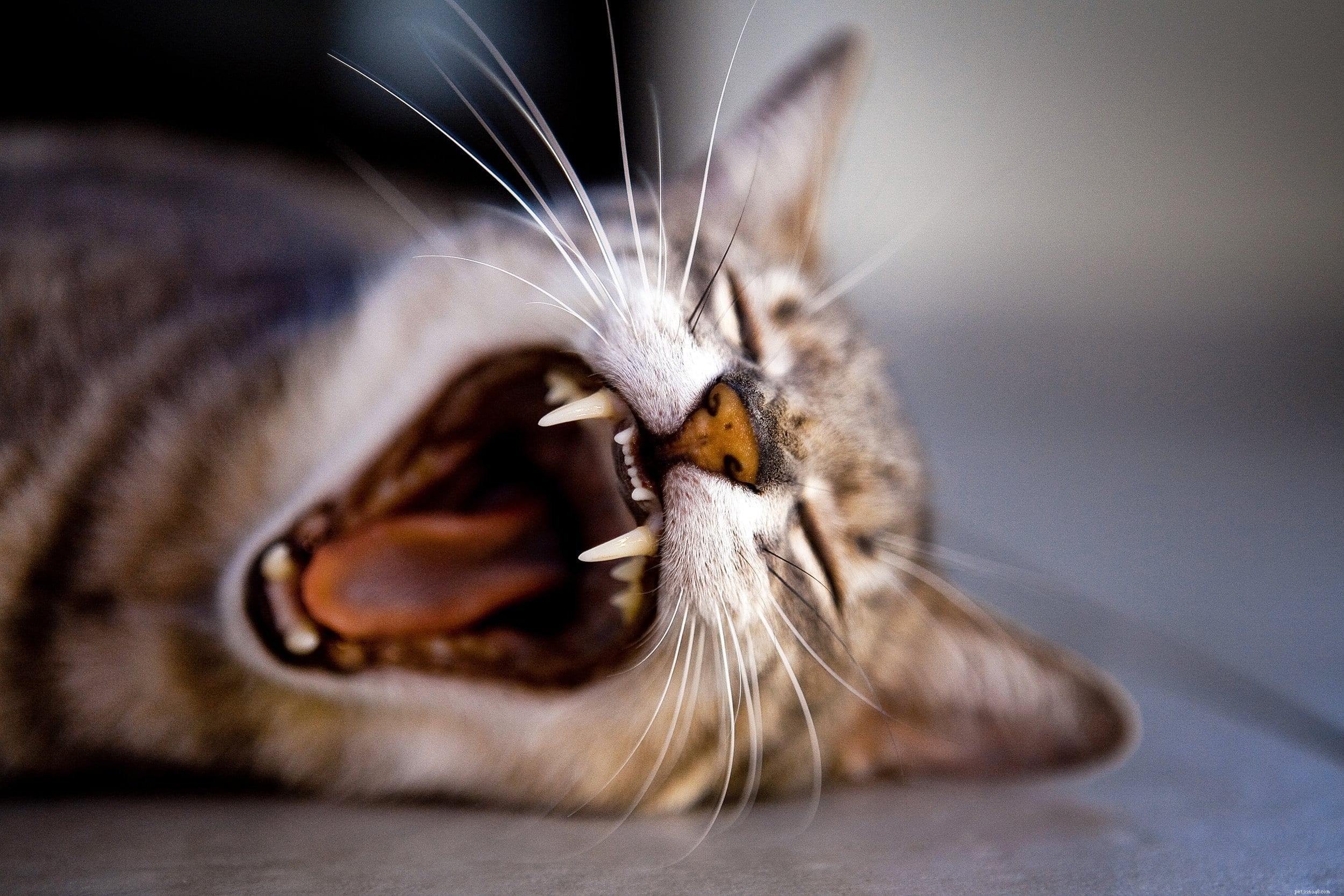 Understanding Your Cat’s Meows: What They’re Trying to Tell You