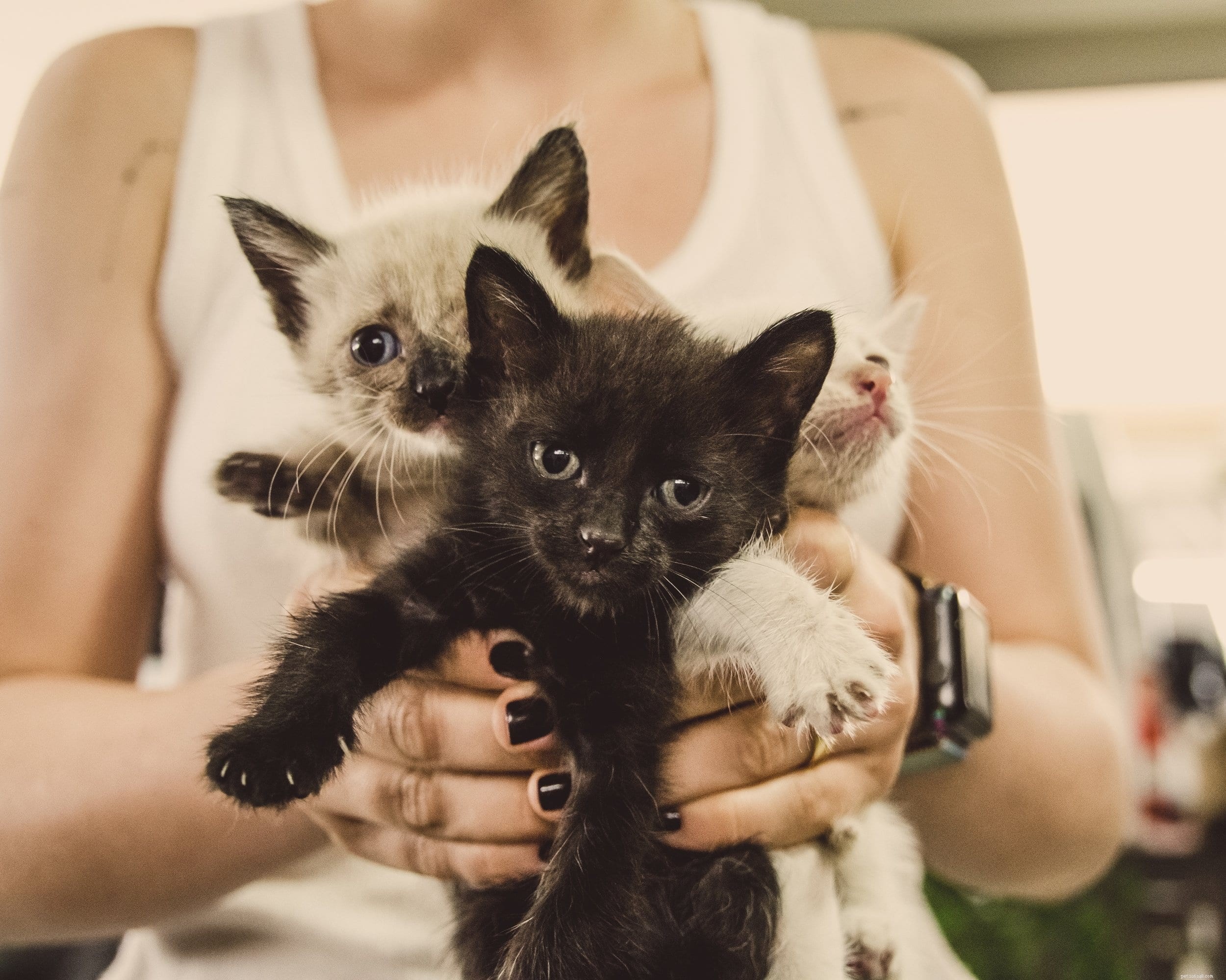 10 Proven Ways Your Cat Shows Love and Affection