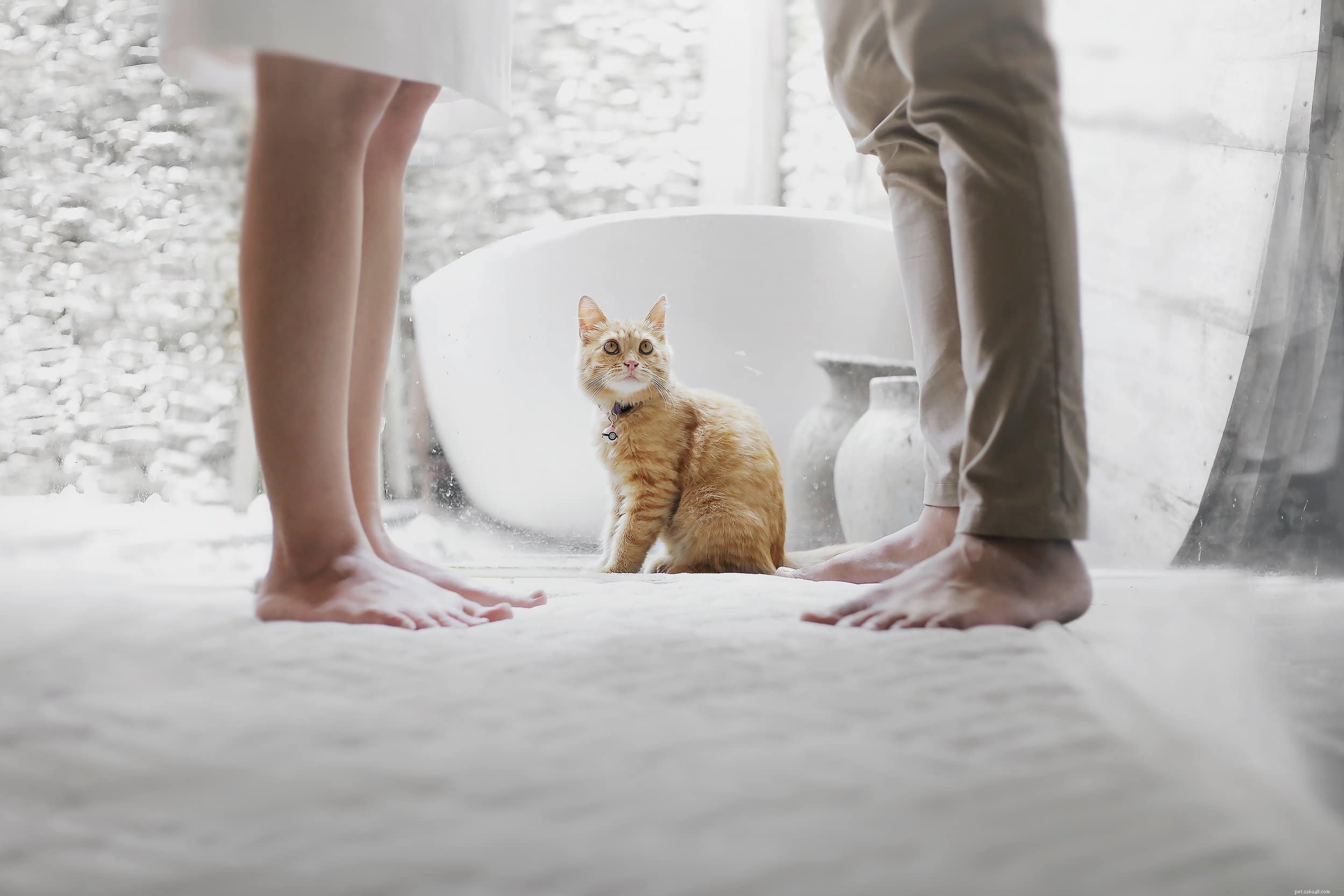 How to Keep Your Apartment Cat Happy: Proven Strategies