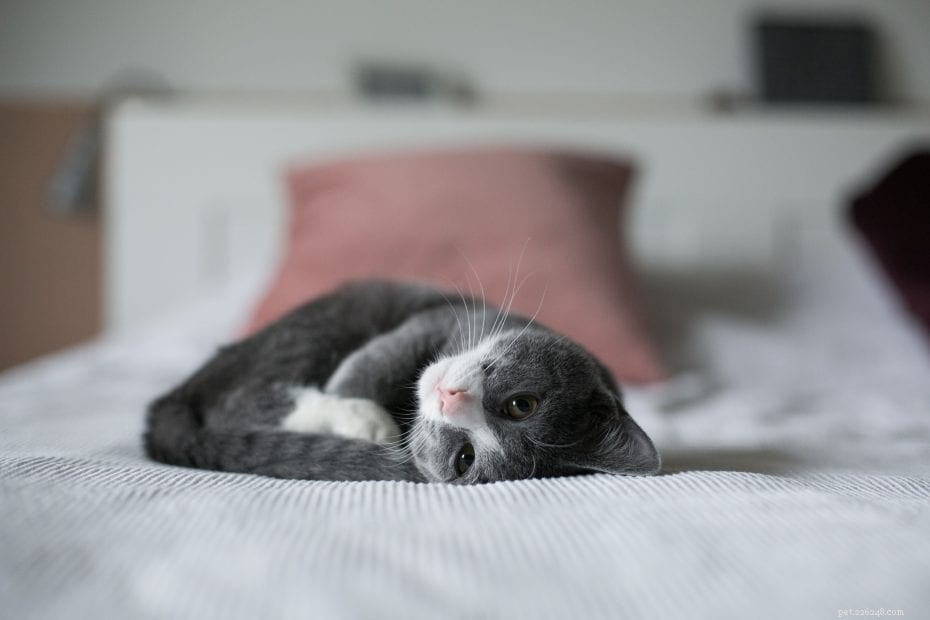 Why Cats Snore: Causes, Health Risks, and How to Help