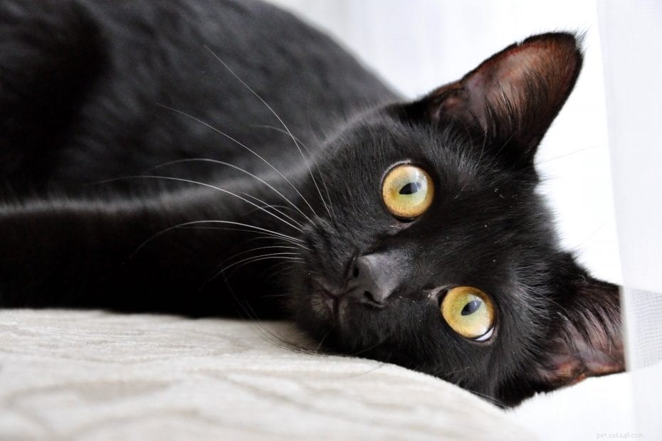 What Drives Cats to Chase Laser Pointers: Insights & Safety Tips