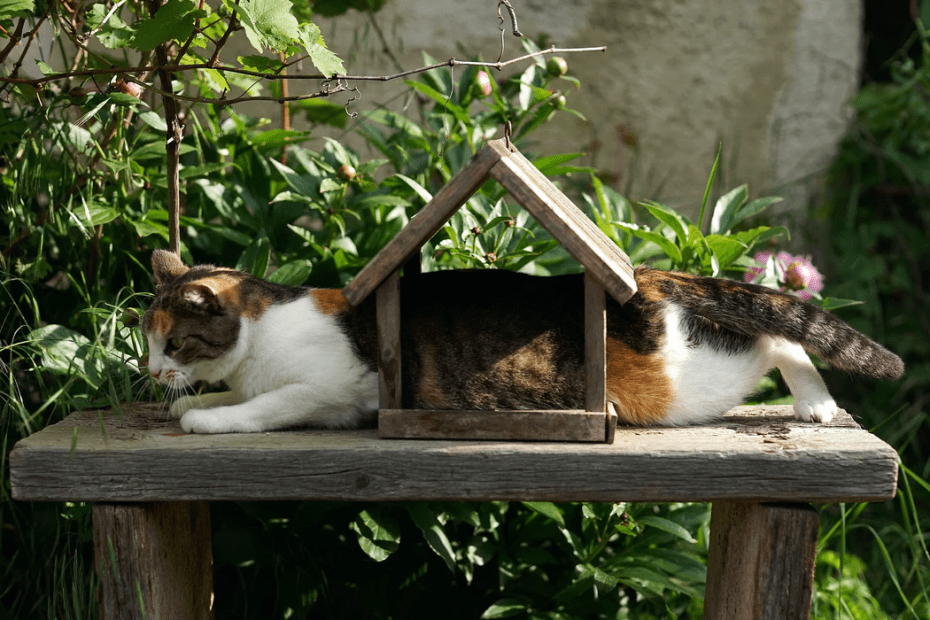 Secure Your Balcony for Your Cat: Essential Safety Tips