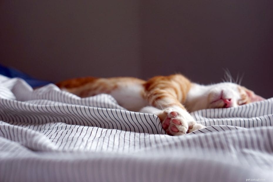 Why Does My Cat Sleep at the Foot of Your Bed? 5 Insightful Reasons