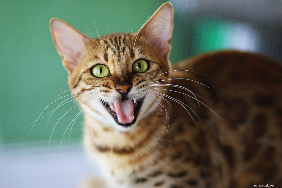 What Makes Some Cats Talk More? Insights into Feline Vocal Behavior