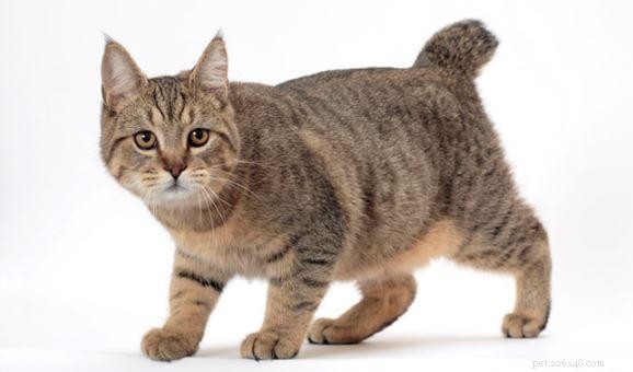 Decoding 10 Unusual Cat Behaviors: What They Really Mean