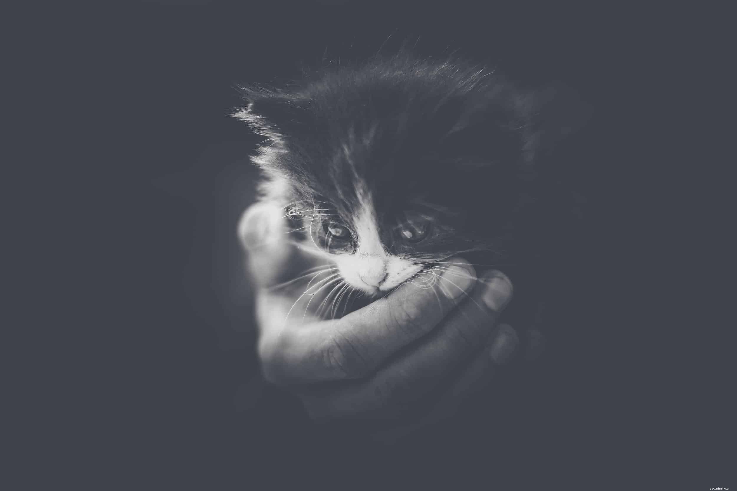 How Well Do Cats See in the Dark? Exploring Their Night Vision