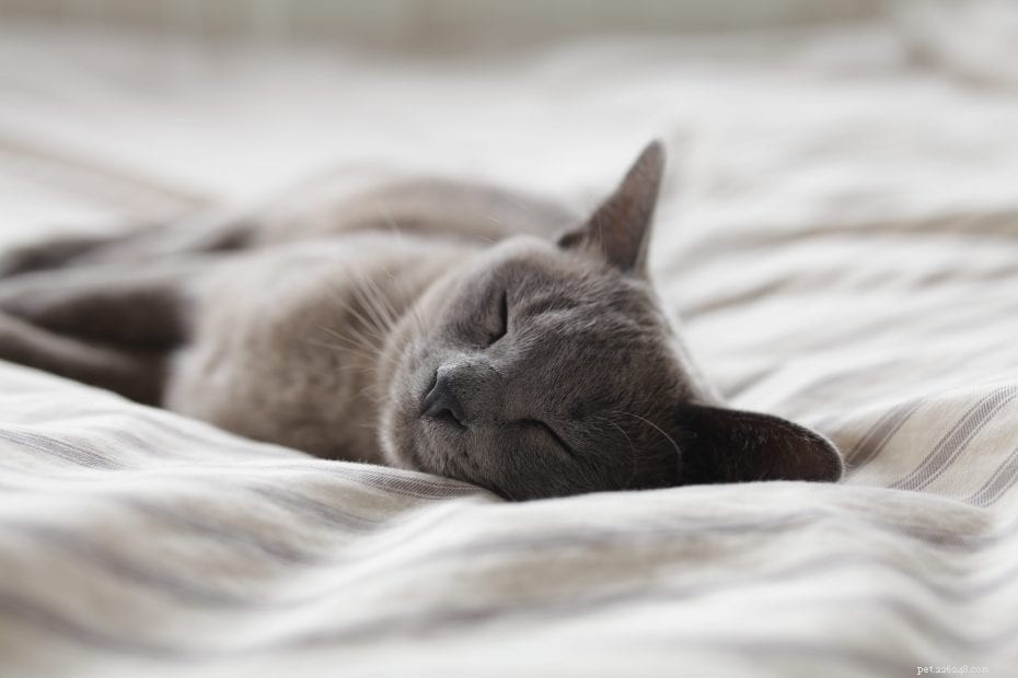 Understanding Your Cat’s Loud Purr: What It Signals About Their Well-Being
