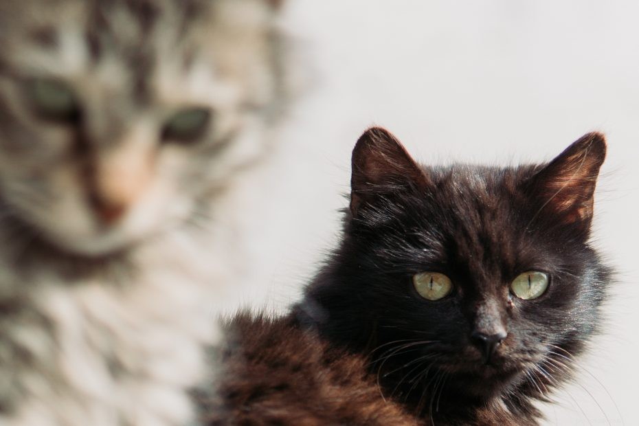 Why Your Cat is Peeing on Towels: Causes & How to Stop It