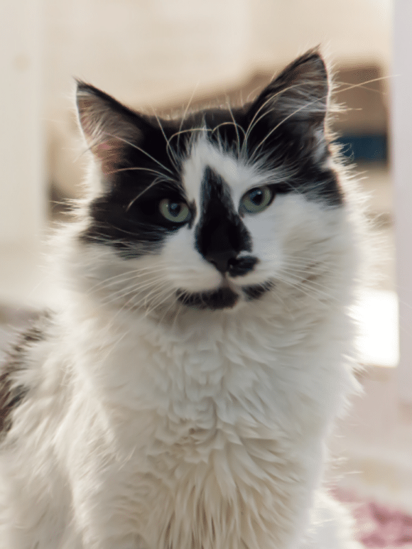 Top 9 Elegant Tuxedo Cat Names to Charm Your New Feline Friend