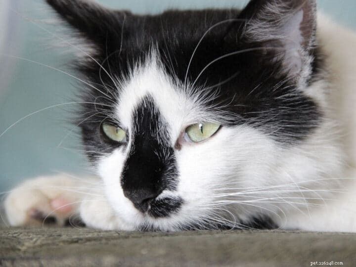 Top 9 Elegant Tuxedo Cat Names to Charm Your New Feline Friend