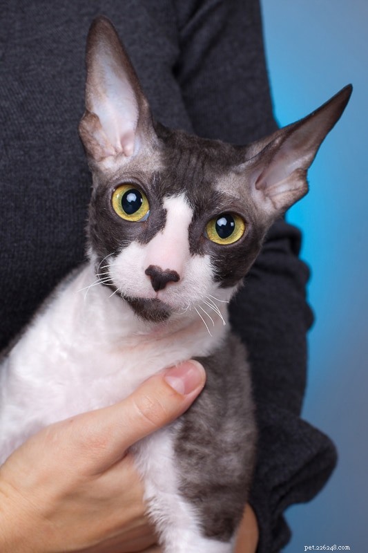 Top 9 Elegant Tuxedo Cat Names to Charm Your New Feline Friend