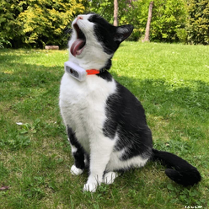 Top 9 Elegant Tuxedo Cat Names to Charm Your New Feline Friend
