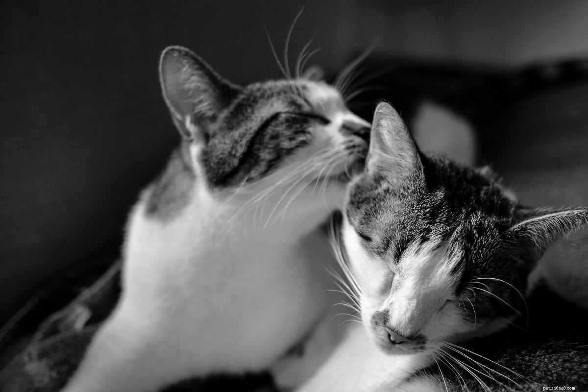 Top 9 Elegant Tuxedo Cat Names to Charm Your New Feline Friend